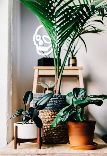 palm plant and rubber fig on brown wooden table