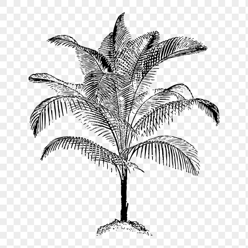 Palm png tree sticker, botanical | Free PNG - rawpixel