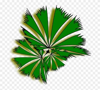Palm Raphis 01a - Palm Tree Top View Clipart