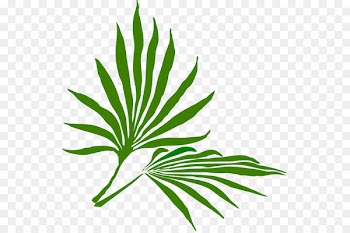 Palm Sunday Palm branch Easter Clip art - palm leaf 