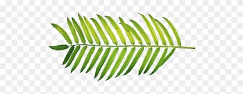 Palm Sunday Willow Chicago Blog - Palm Leaf Palm Sunday