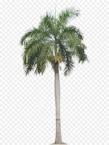 Palm tree