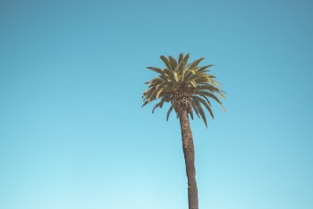 Palm Tree
