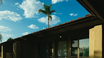 Palm Tree