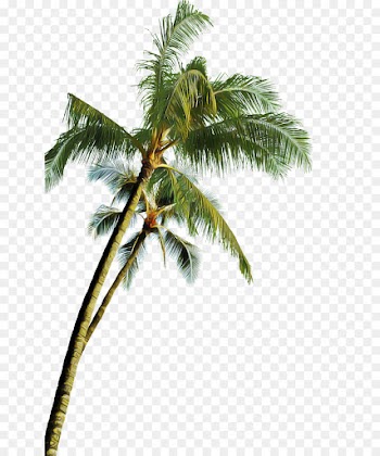 Palm tree