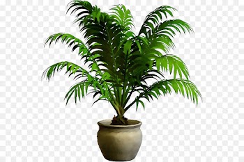 Palm tree