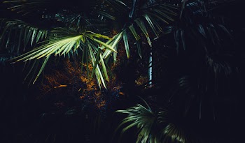 Palm Tree