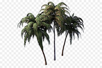Palm tree