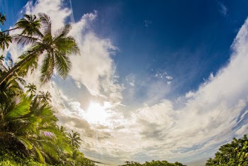Palm Tree