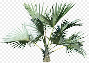 Palm tree