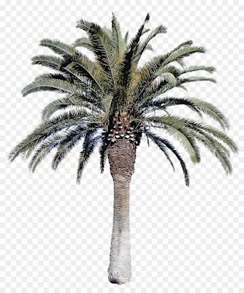 Palm tree