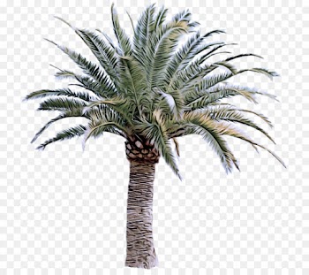 Palm tree