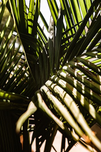 Palm Tree