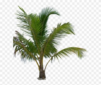 Palm Tree