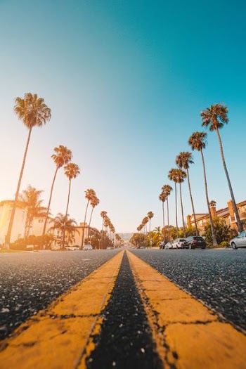 palm tree at side of grey concrete road