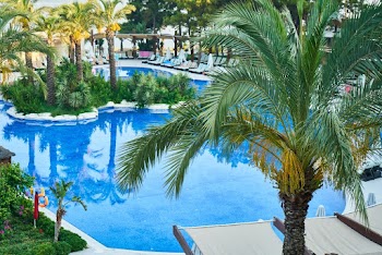 Palm Tree Beside Swimming Pool