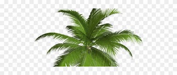 Palm Tree Clip Art