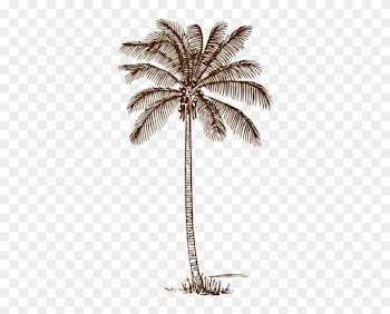Palm Tree Clip Art At Clker - Palm Tree Line Drawing
