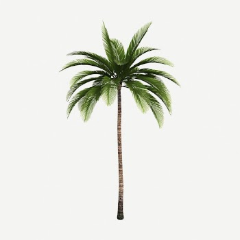 Palm tree clipart, collage element | Free PSD - rawpixel