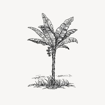 Palm tree clipart, drawing illustration | Free Vector Illustration - rawpixel