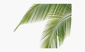 Palm Tree Clipart Palm Frond - Palm Tree Png #845236 - Free ...