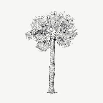 Palm tree clipart, vintage botanical | Free Vector - rawpixel