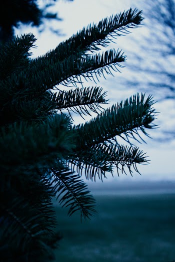 Palm Tree Close-up Photo