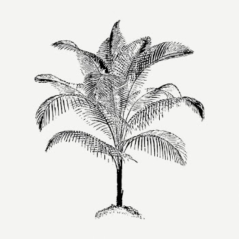 Palm tree drawing, botanical vintage | Free PSD - rawpixel
