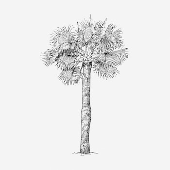 Palm tree drawing, vintage botanical | Free Photo - rawpixel