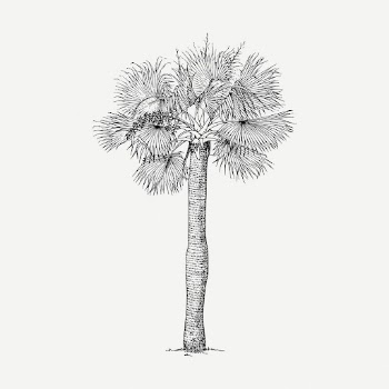 Palm tree drawing, vintage botanical | Free PSD - rawpixel