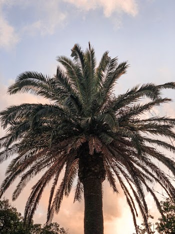 Palm Tree during Golden Hour