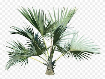 Palm Tree Eleven - Palm Tree Top Png
