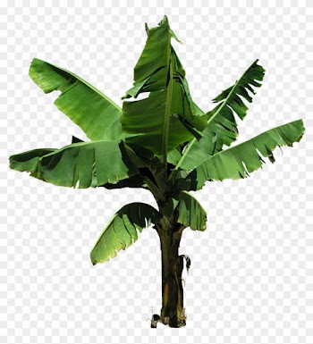 Palm Tree Free Clipart - Banama Tree Png File