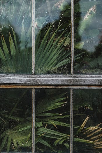 Palm tree in a greenhouse. | Free Photo - rawpixel