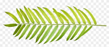 Palm Tree Leaf Clipart Collection - Tropical Palm Leaves Watercolor Png