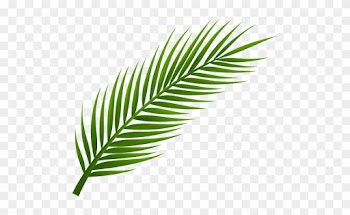 Palm Tree Leaf Png Clip Art - Palm Tree Leaves Png