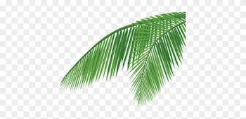 Palm Tree Leaf Png Home About Us Products Quality Csr - Coconut Leaves Vector Png