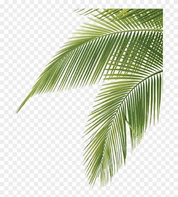Palm Tree Leaves Png