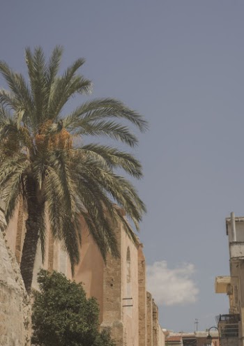 Palm Tree Near Buildings during Day