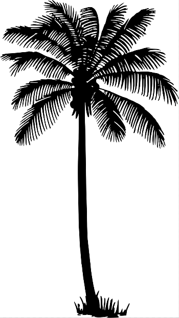 Palm Tree Outline Png , (+) Pictures - trzcacak.rs