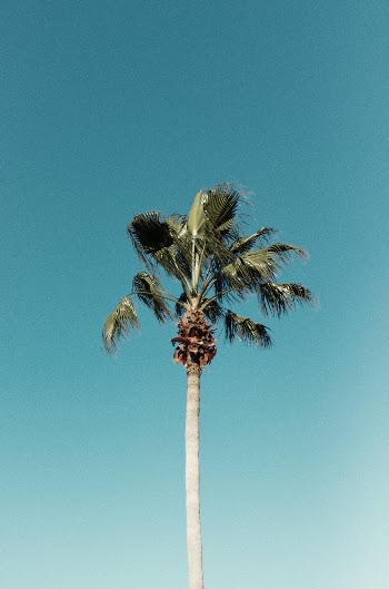 Palm tree photographed in Miami Florida