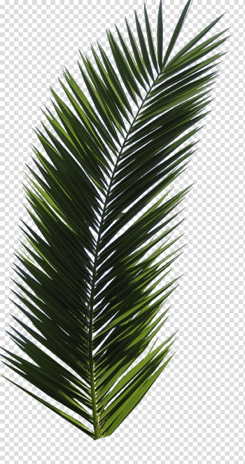 Palm Tree Png