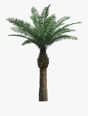 Palm Tree Png - Date Palm Tree Png #128138 - Free Cliparts on ...