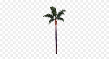 Palm Tree Png File - Palm Tree Png Free Download