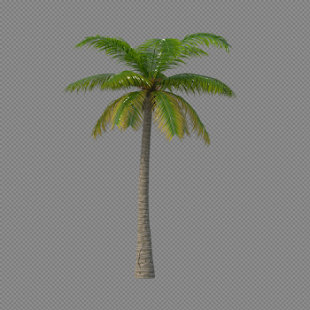 Palm Tree PNG Image - PurePNG | Free transparent CC0 PNG Image Library