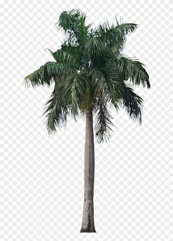 Palm Tree Png Photo Image - Royal Palm Tree Png