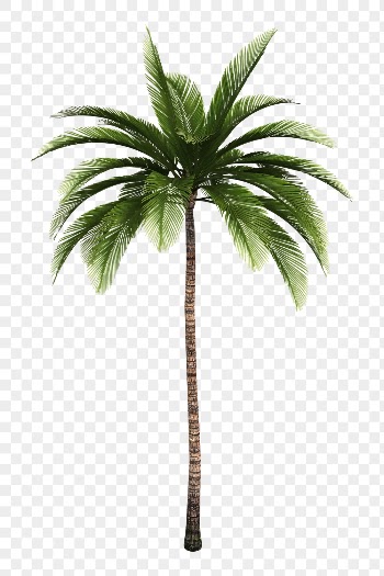 Palm tree png sticker illustration, | Free PNG - rawpixel