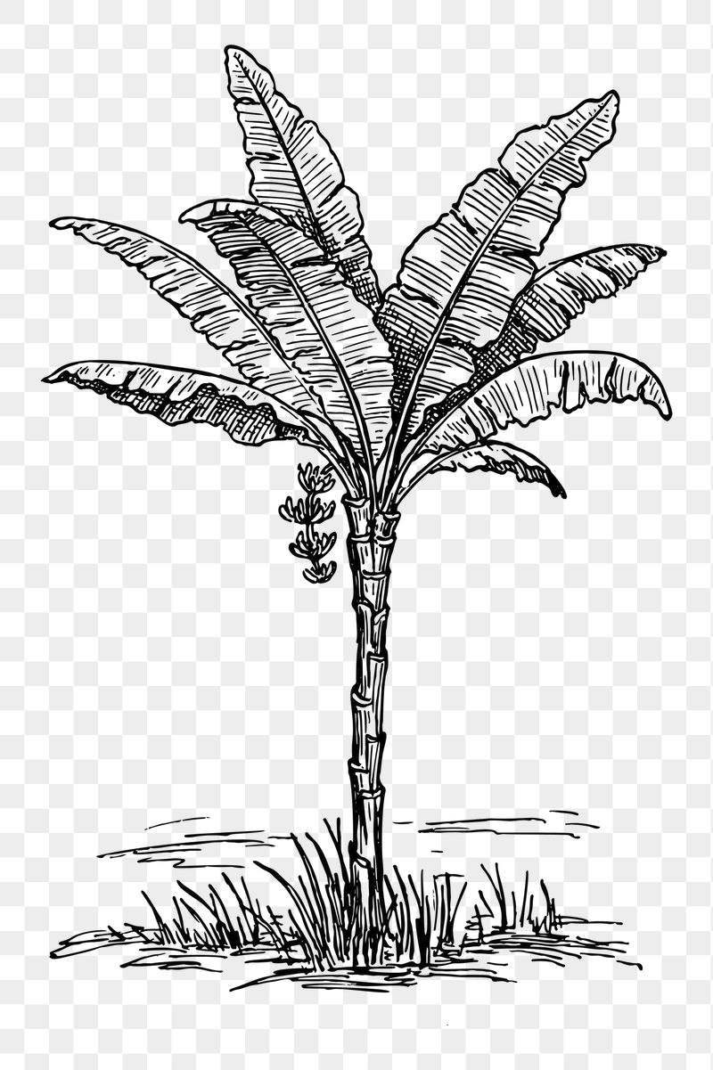 Palm tree png sticker illustration, | Free PNG - rawpixel