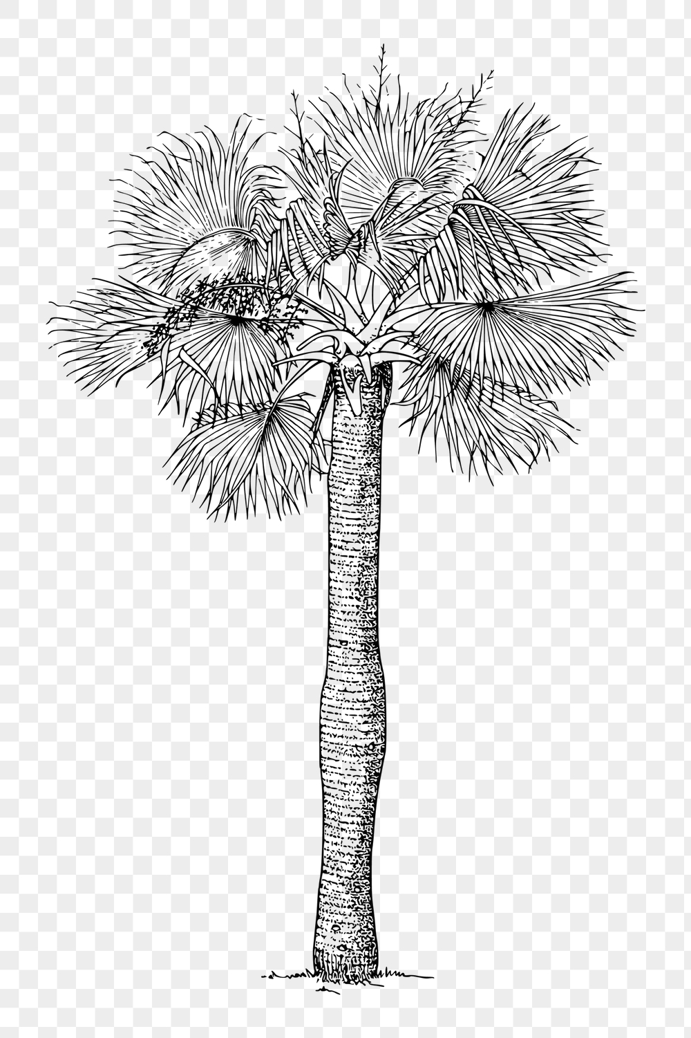 Palm tree png sticker, vintage | Free PNG - rawpixel