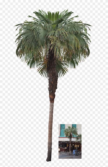Palm Tree Png Stock By Mom-espeace - Palm Trees